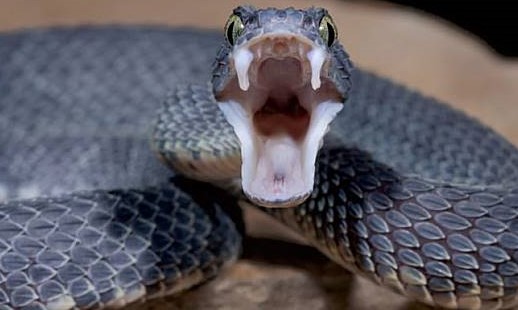 งูอ้าปาก
