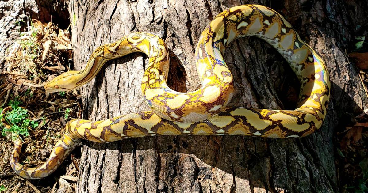 งูเหลือมอยู่บนขอนไม้